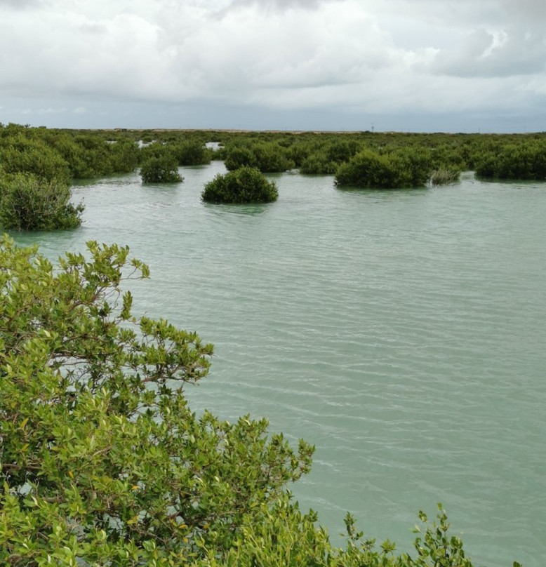 Purple Island - Al Khor Island景点图片