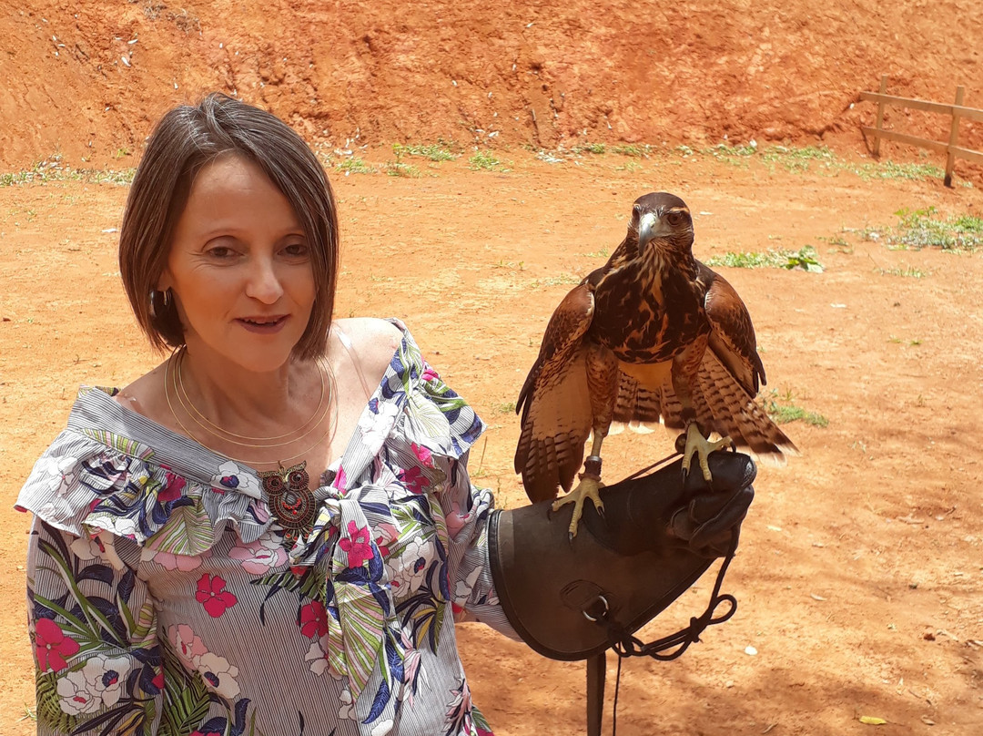 Escola de Falcoaria-蒙特贝尔德必去景点