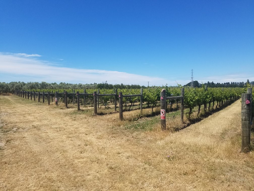 Terrace Edge Vineyard & Olive Grove景点图片