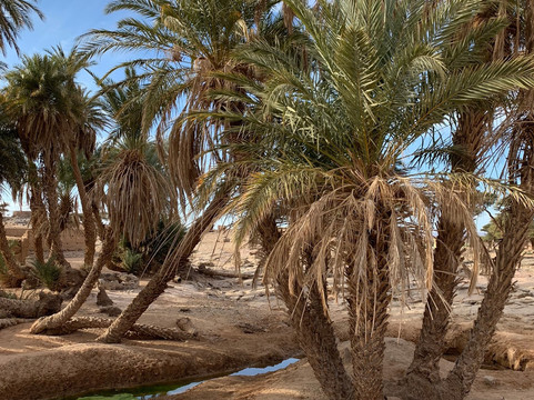 L'oasis Sacree-El Gouera必去景点