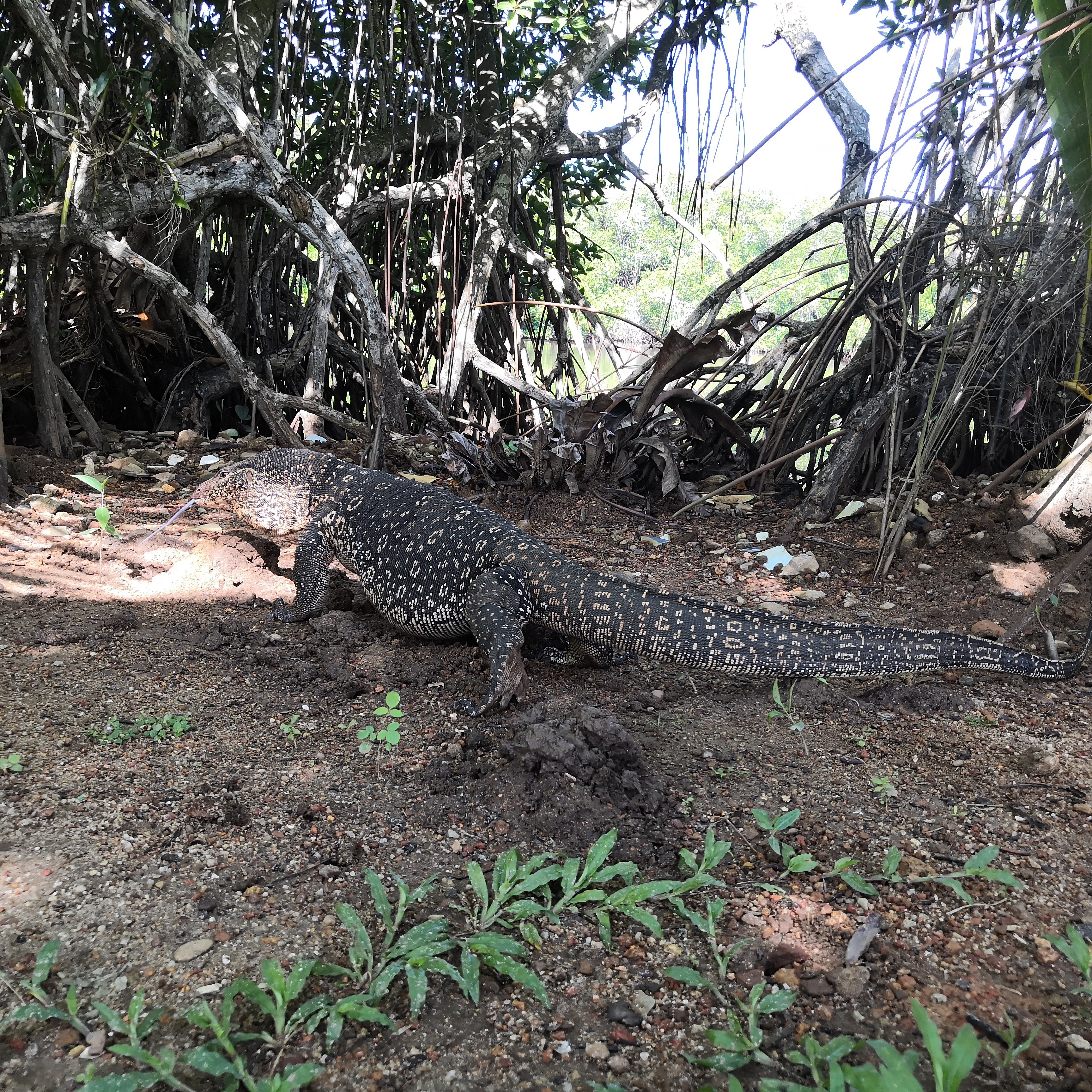 Lagoon Bentota-浴室