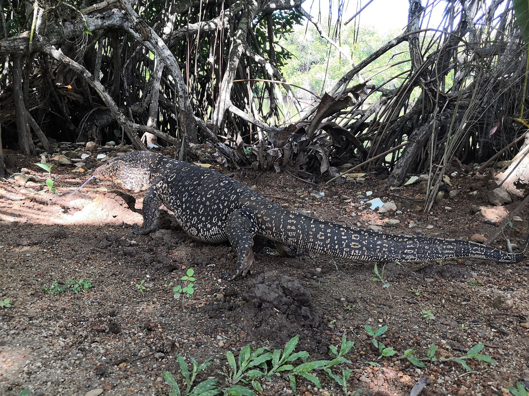 Lagoon Bentota主图