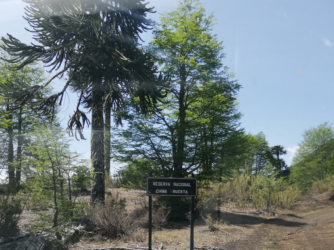 Reserva Nacional China Muerta-Araucania Region必去景点