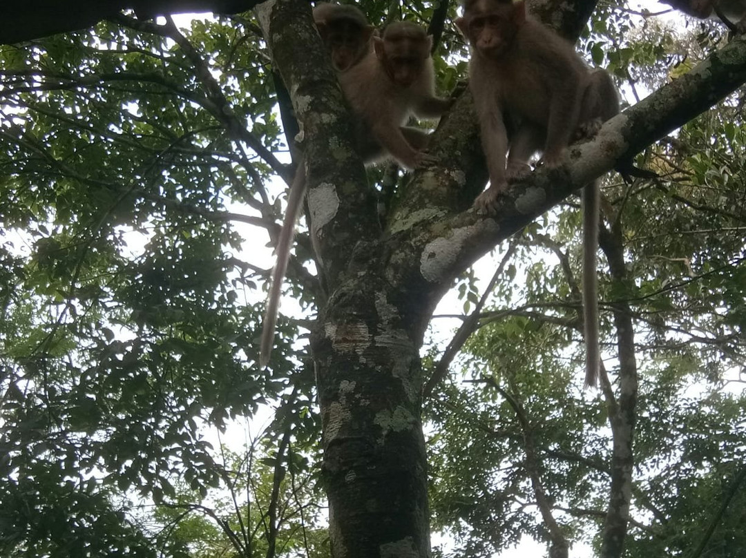 Rippon Mount Resorts主图