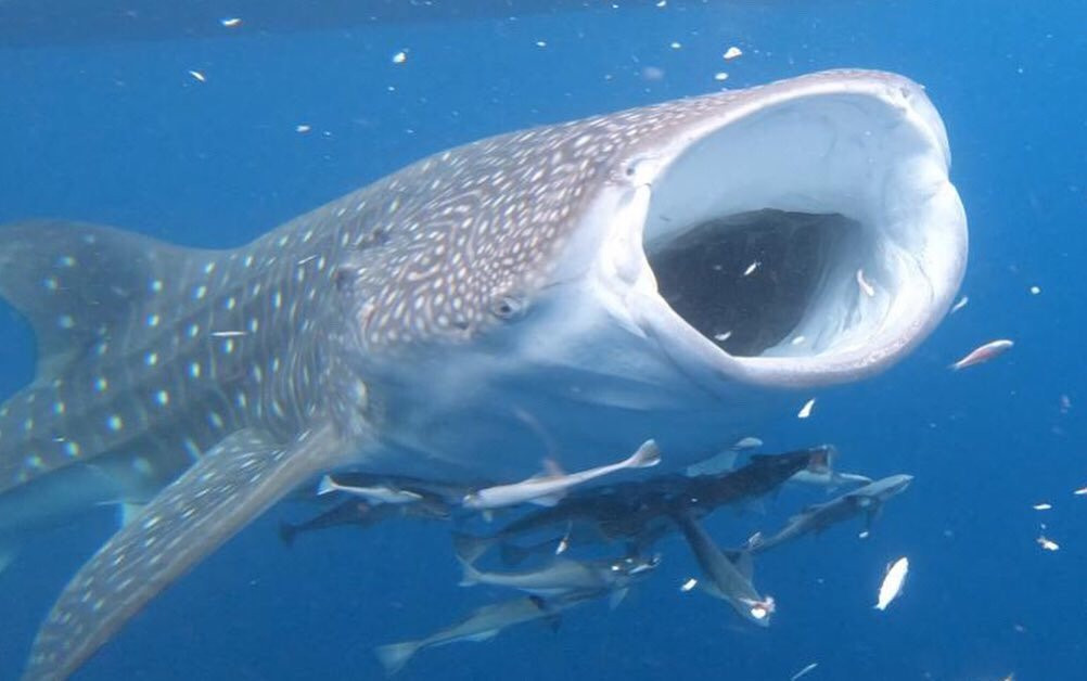 Kali Lemon Dive Resort主图