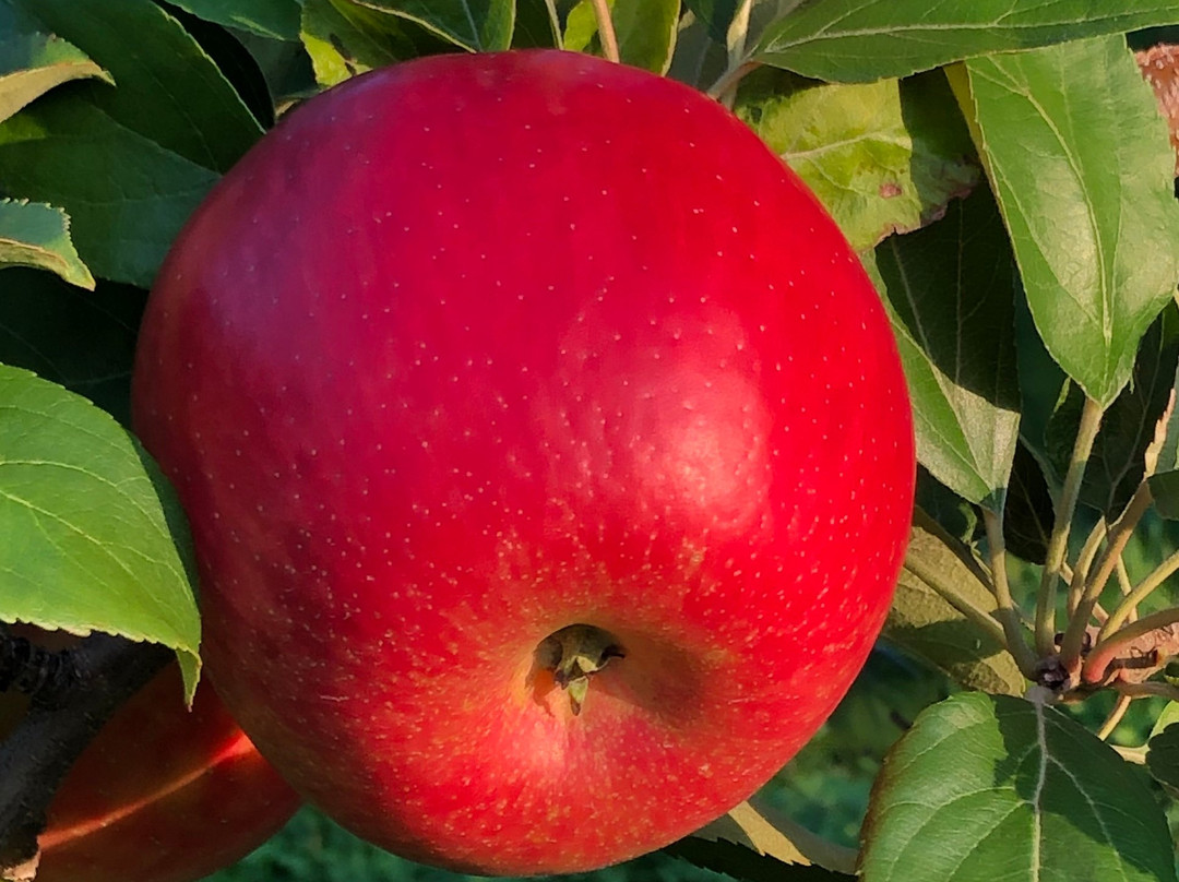 Sunrise Orchards景点图片