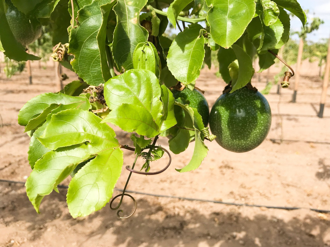 Montrigo Oasi-博阿维斯塔必去景点