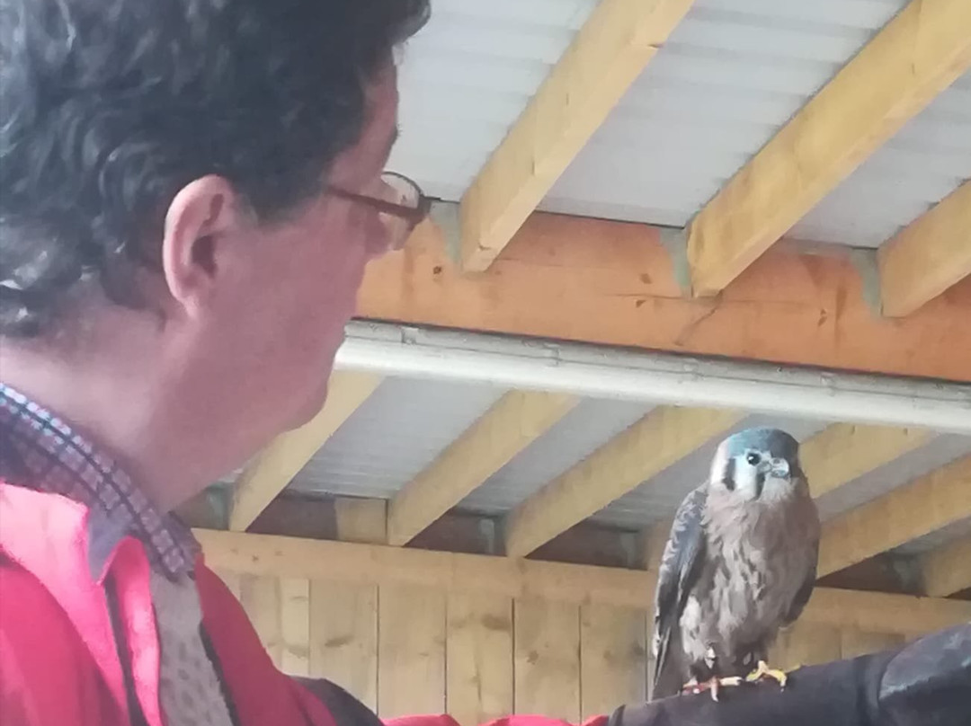 Falconry Experiences-德比必去景点