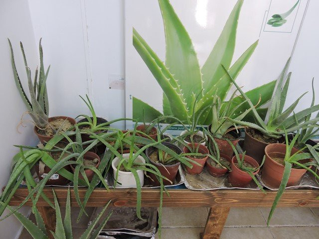 Just Aloe Visitor Center-Ein Yahav必去景点