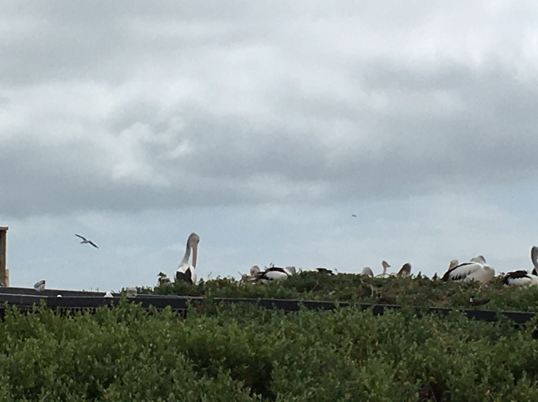 Pelican Point Foreshore Reserve景点图片