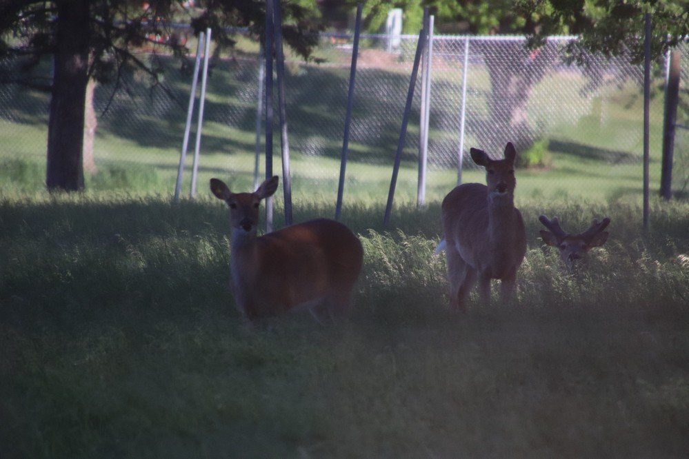 Sunnybrook Park & Shelters