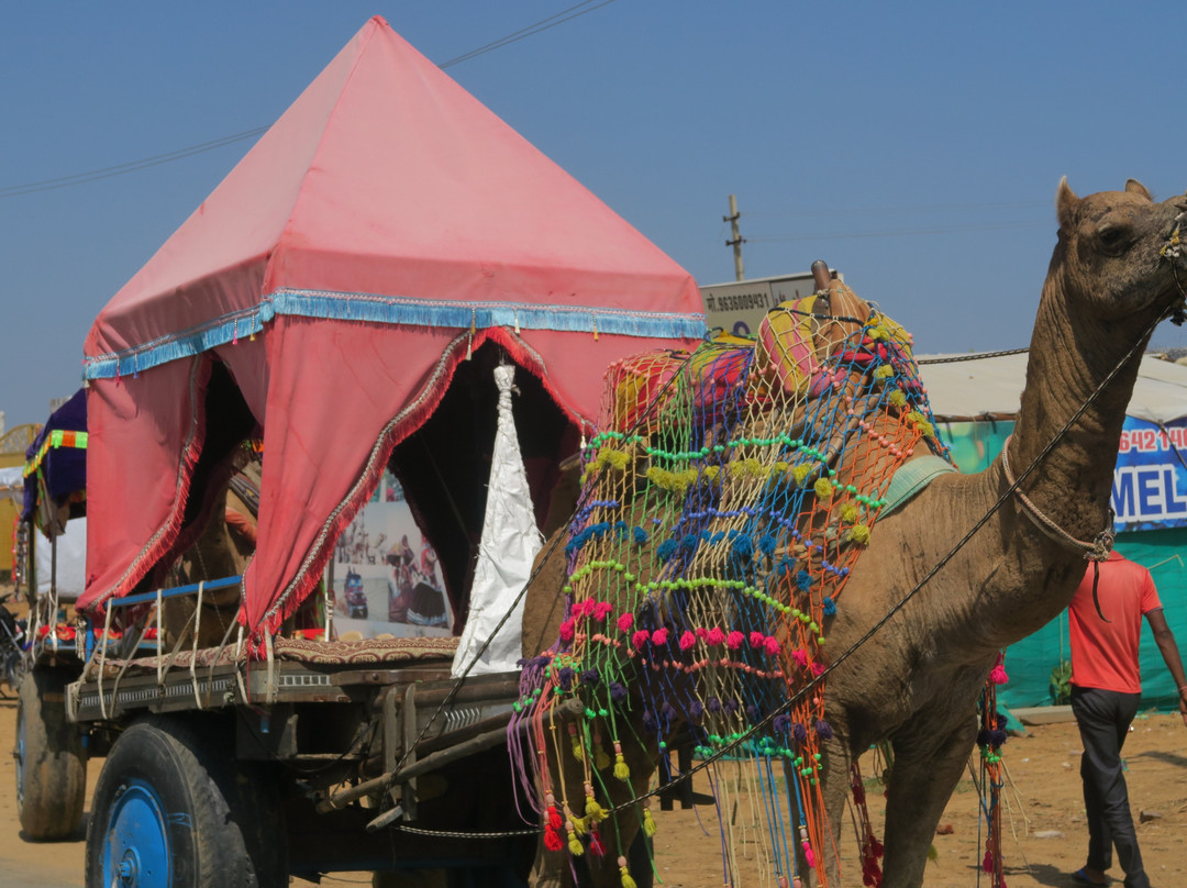 Mahadev Camel Safari景点图片