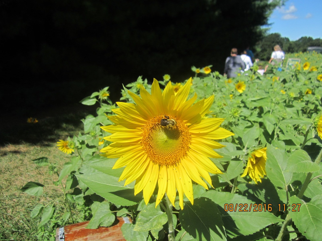 Sunflower Gardens景点图片