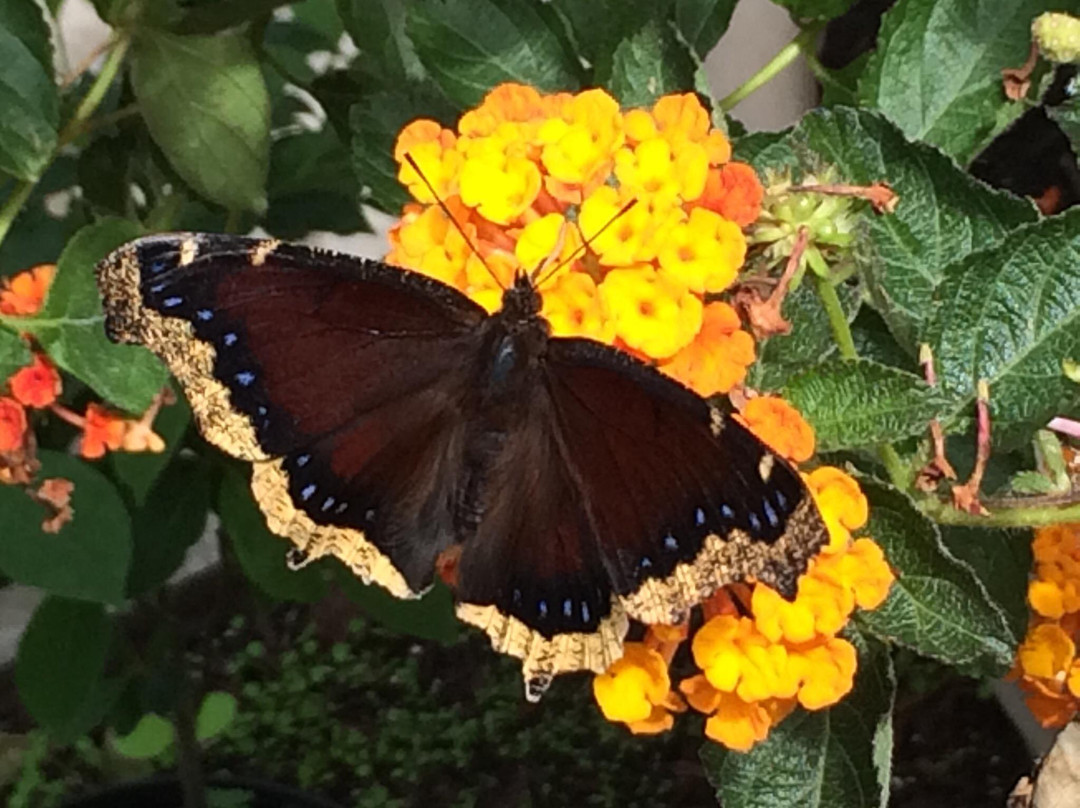 Butterflies of Cape Cod景点图片