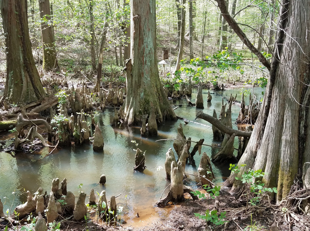 Battle Creek Cypress Swamp Sanctuary景点图片