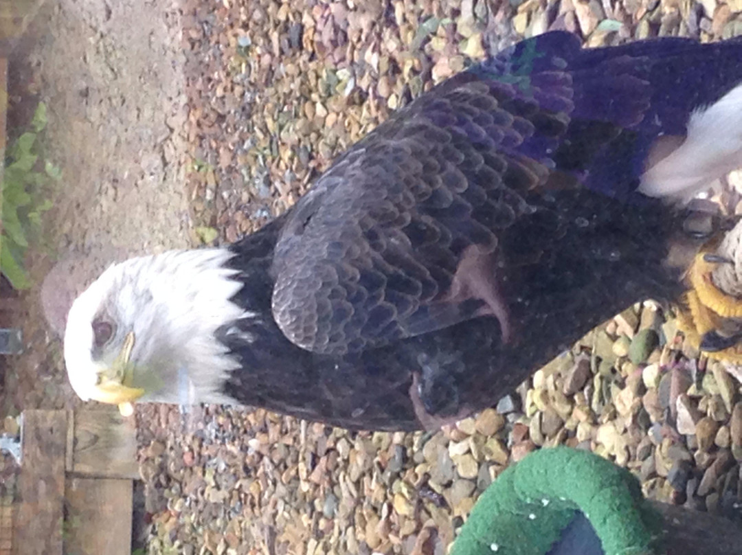 韦恩斯伯勒旅游景点-Wildlife Center of Virginia