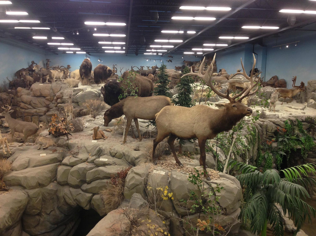 Rosenbruch World Wildlife Museum景点图片