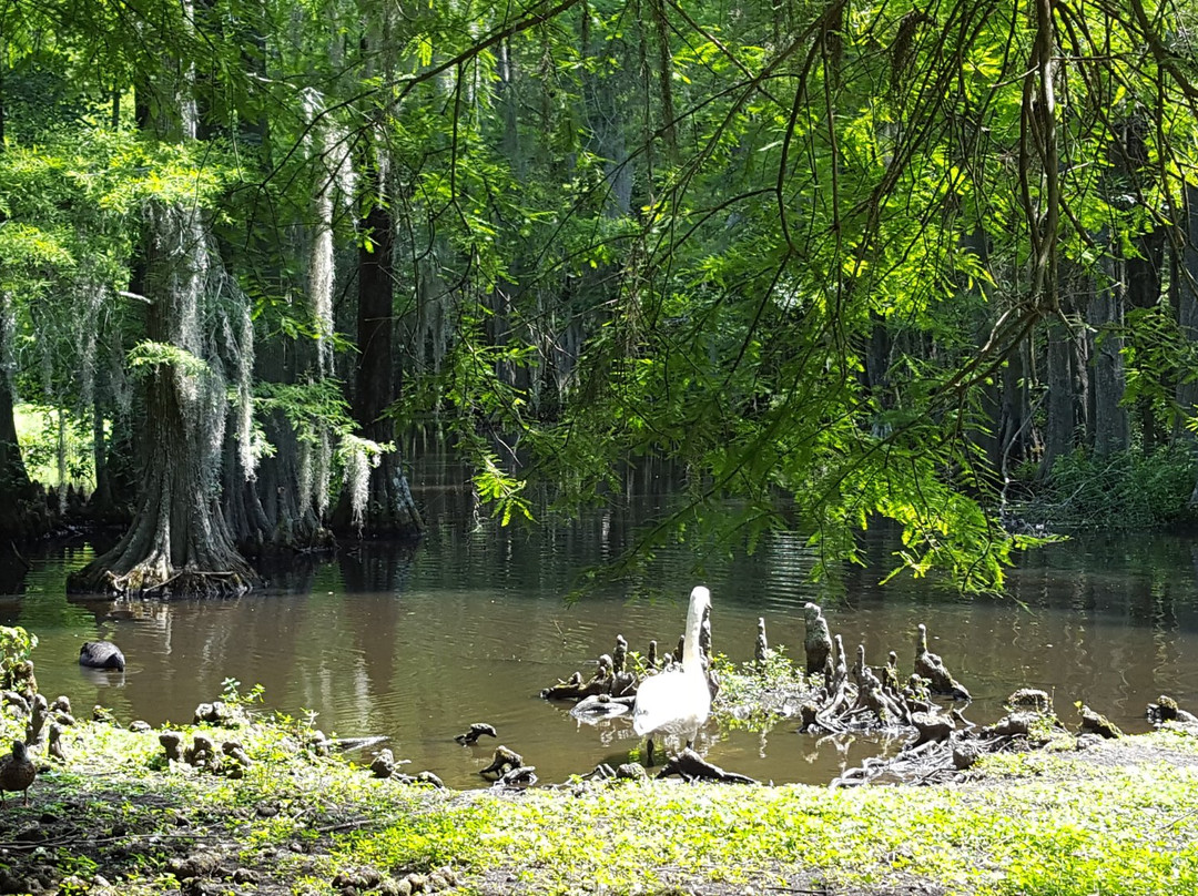 Swan Lake Iris Gardens景点图片