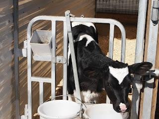 Walk-Le Holsteins Dairy Farm景点图片