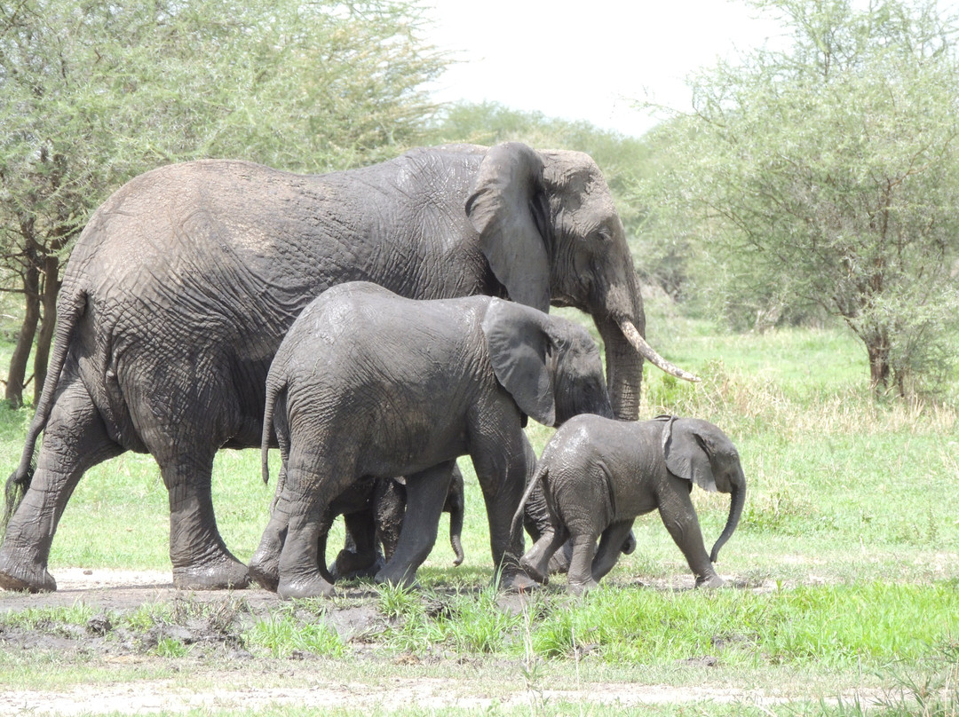 Mbogo Expeditions-阿鲁沙必去景点