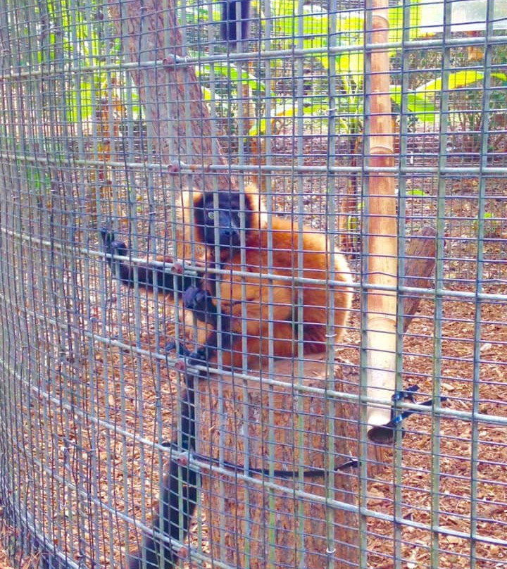 Duke Lemur Center景点图片