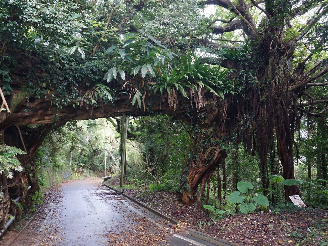 Arch of the Banyan Tree景点图片