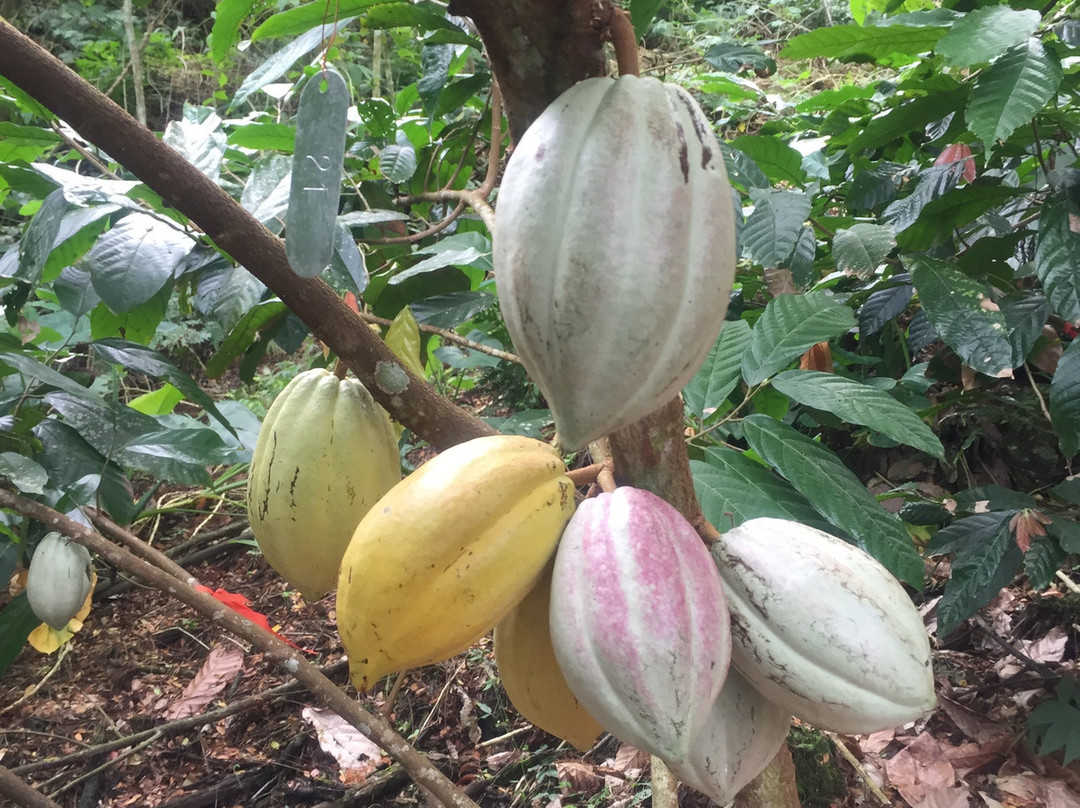 KokoMana-萨武萨武必去景点