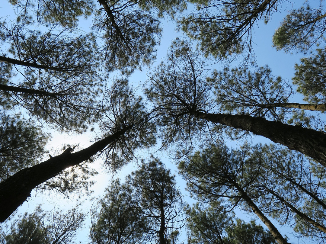 Pinus Pengger Nature Tourism景点图片