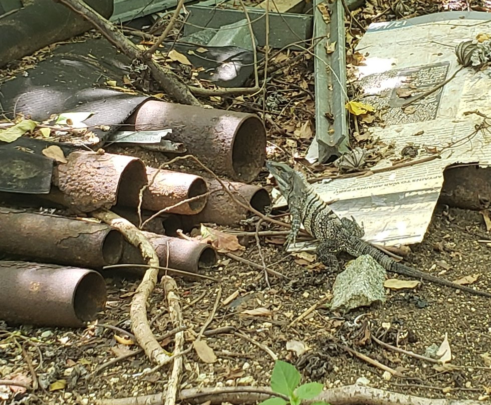 Jardín Botánico de San Andrés-圣安德烈斯必去景点