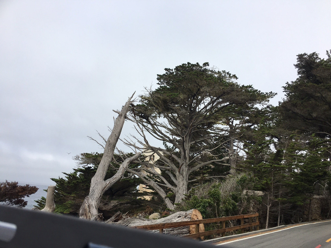 Ghost Tree-圆石滩必去景点