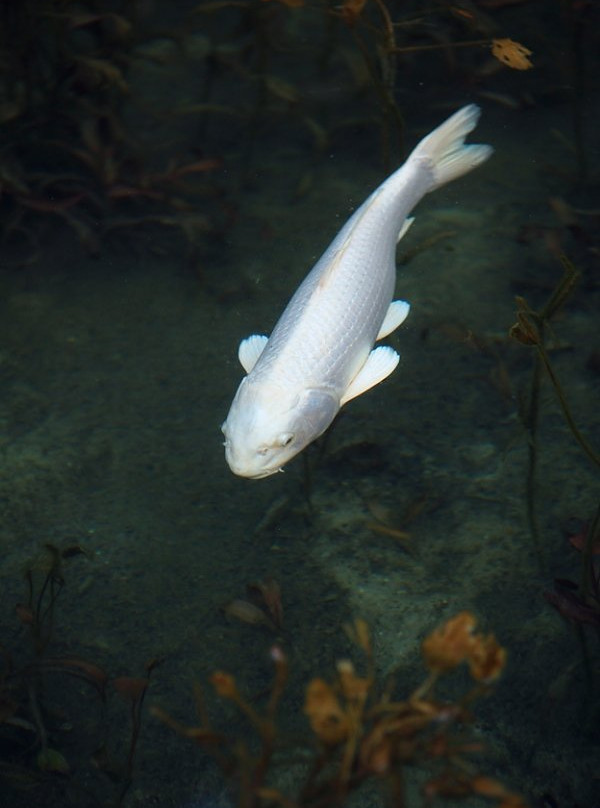 Monet’s Pond-关市必去景点