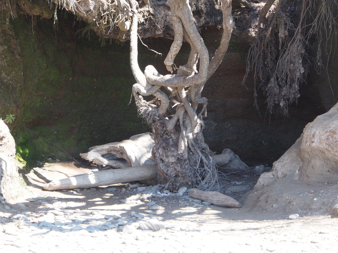 Tree Root Cave景点图片