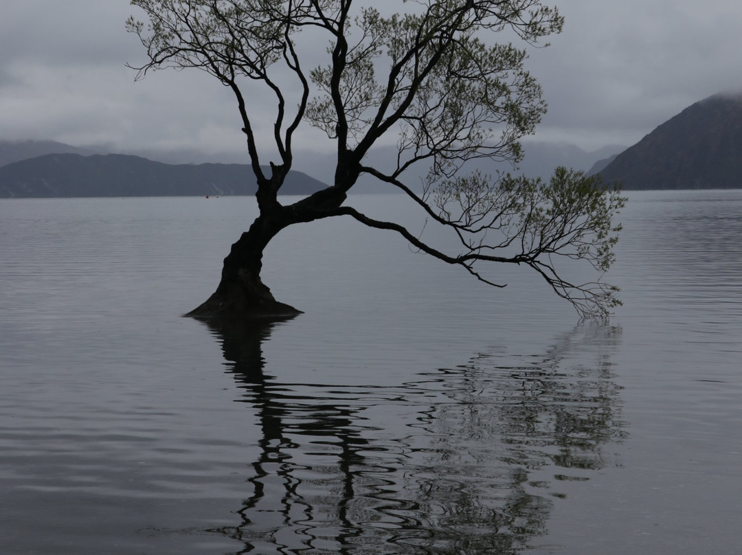 That Wanaka Tree-瓦纳卡必去景点