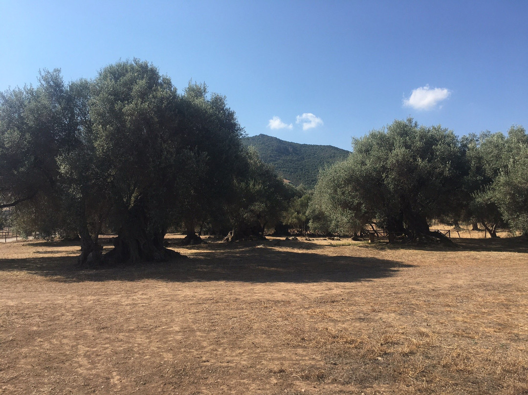 S'Ortu Mannu-Villamassargia必去景点