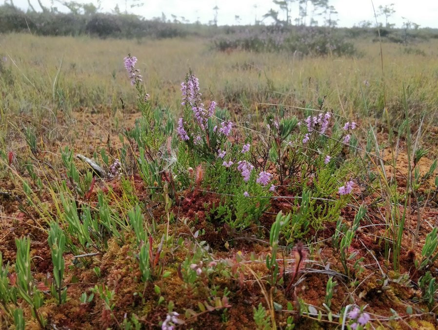 Rannametsa Tolkuse Nature Trail景点图片