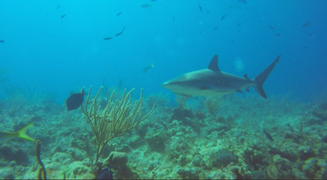 Grand Bahama Scuba-弗里波特必去景点