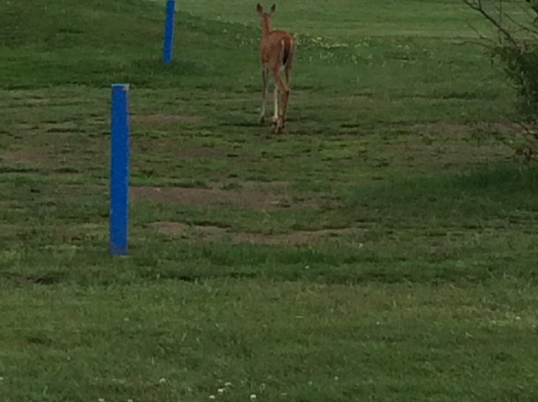 Chapples Golf Course-桑德贝必去景点