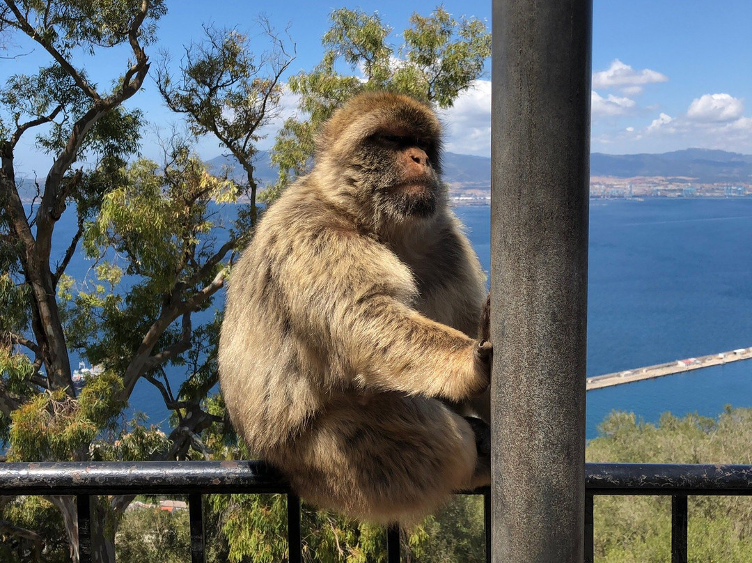 Visit Gibraltar景点图片