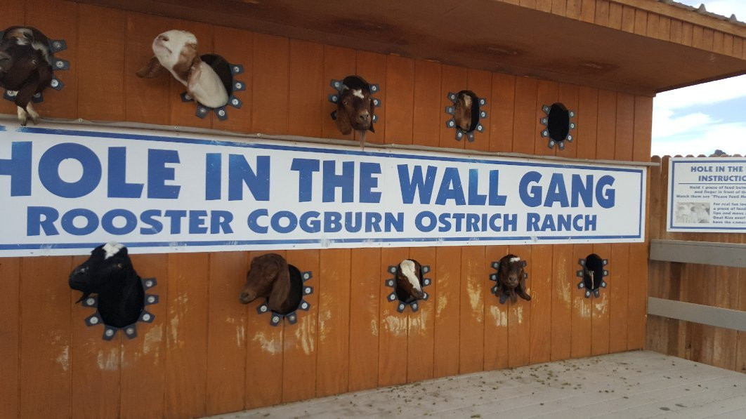 Rooster Cogburn Ostrich Ranch-Eloy必去景点