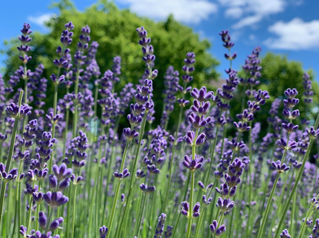 Prince Edward County Lavender景点图片