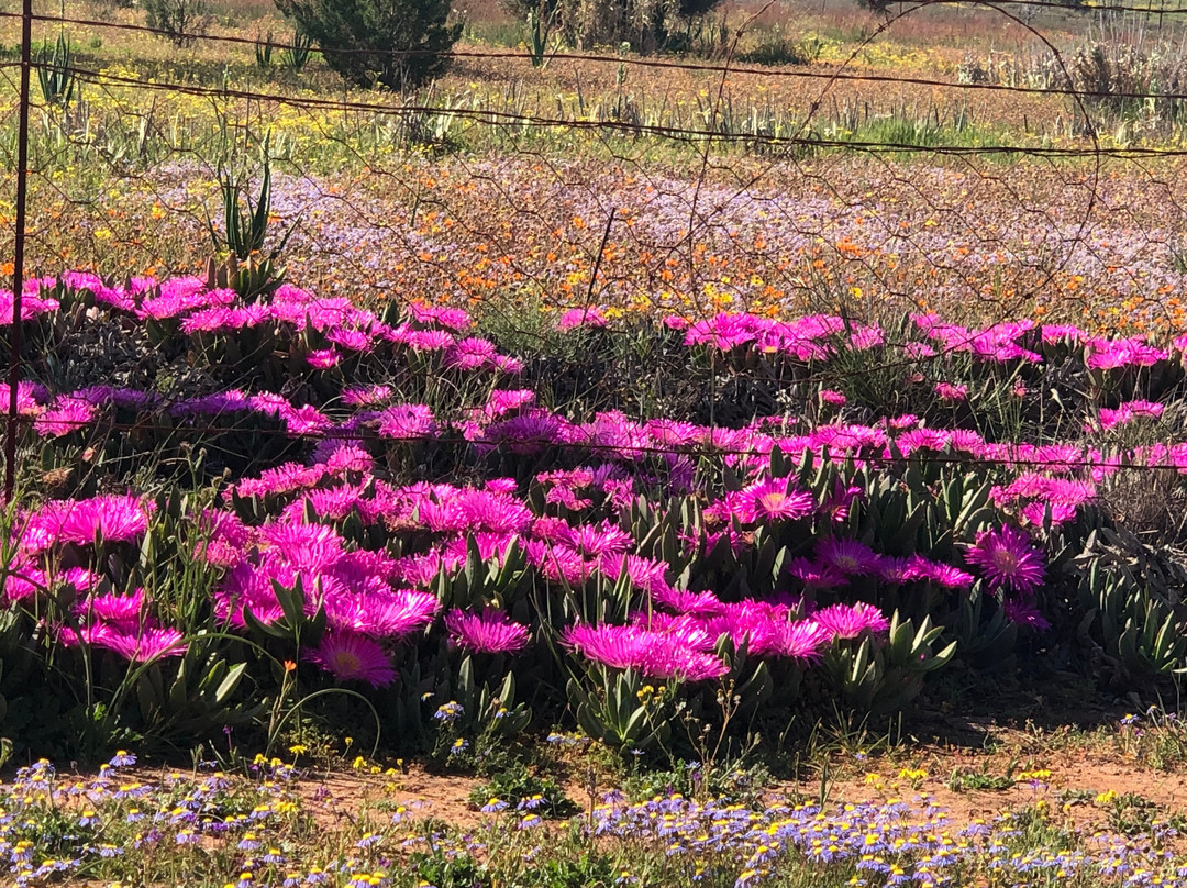 Loeriesfontein酒店住宿-Linda se Dop