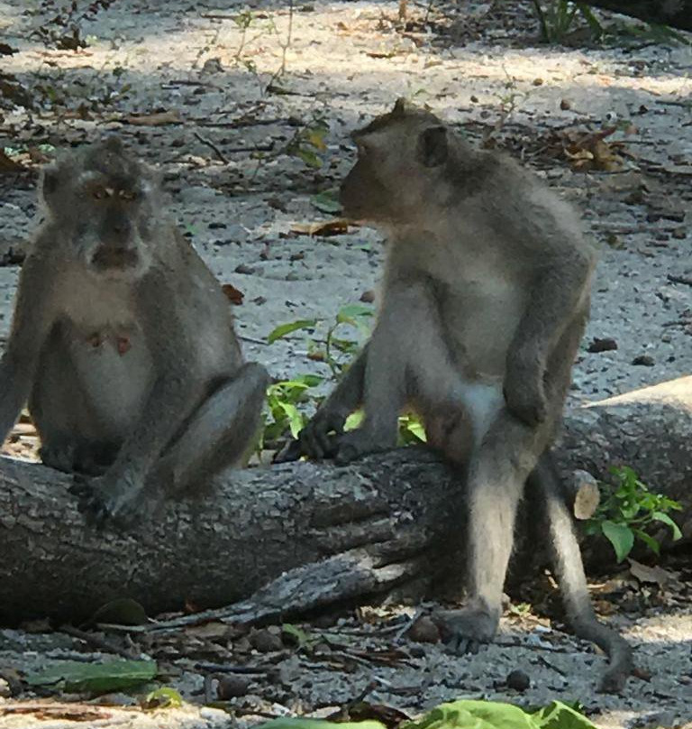 Bama Beach-Situbondo必去景点