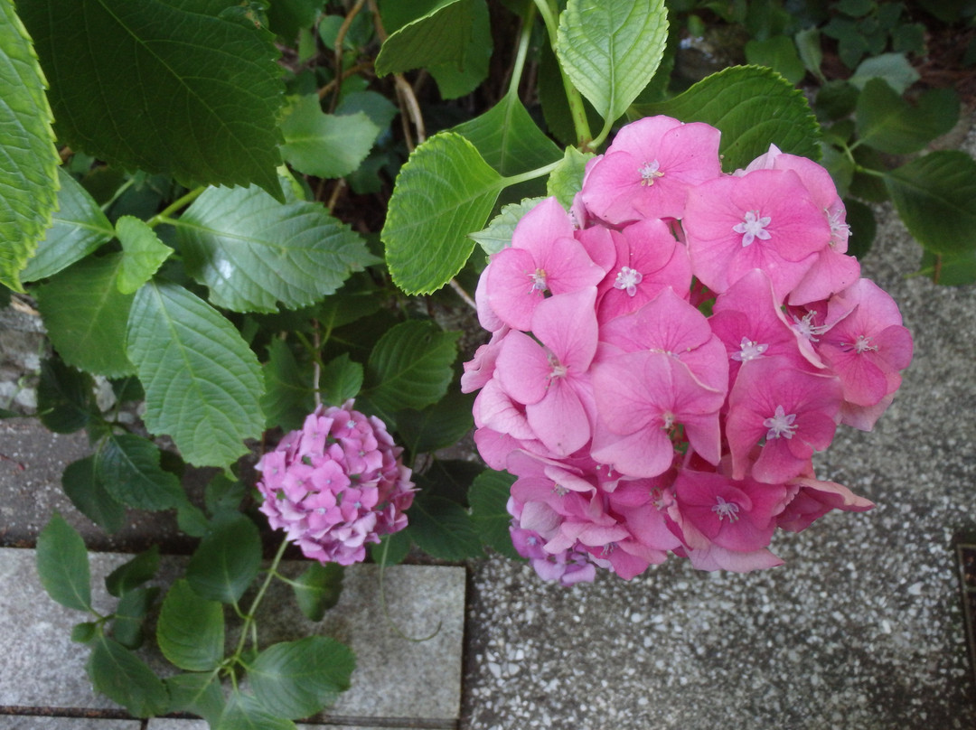 Shoryuji Temple-土佐市必去景点