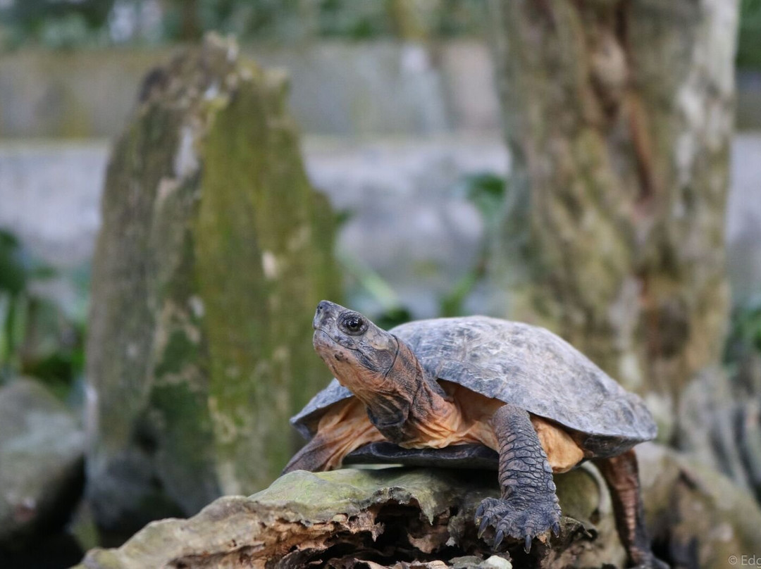 Turtle Conservation Centre景点图片