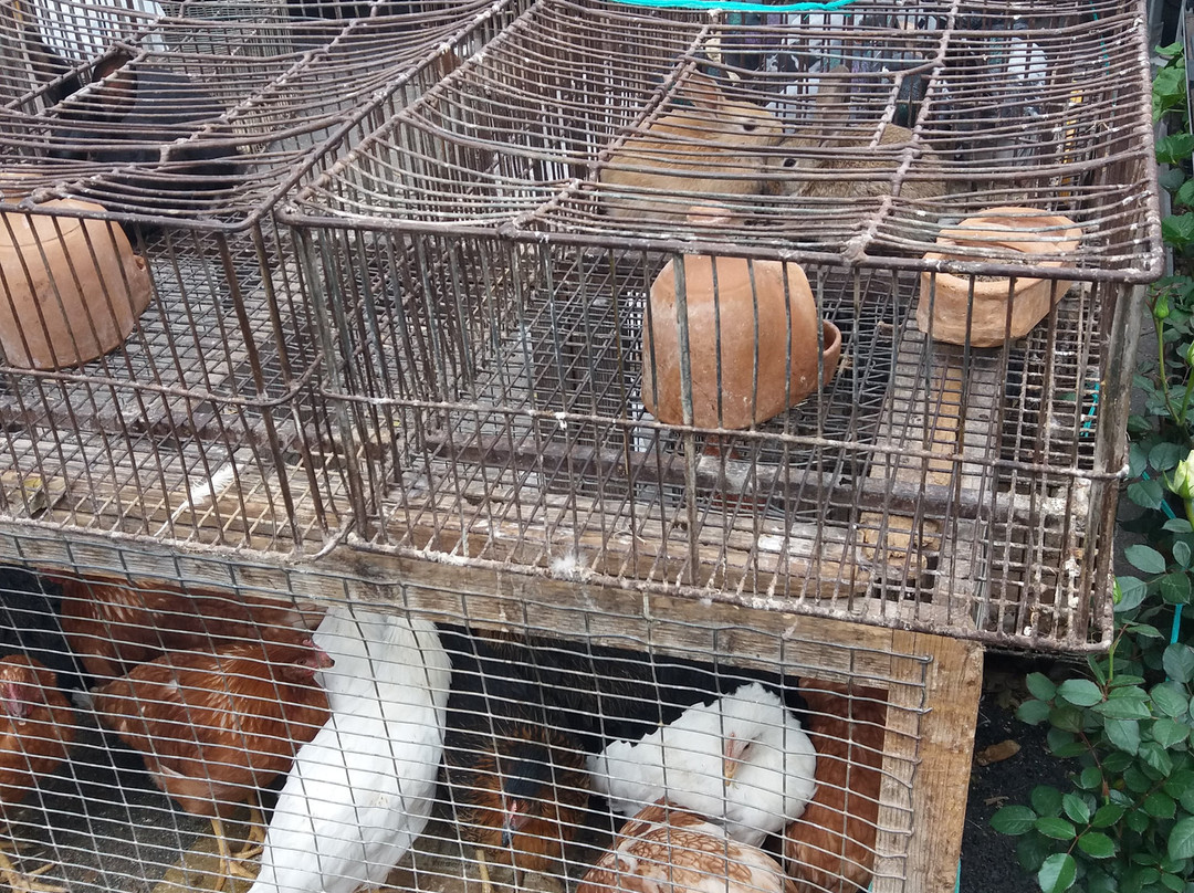 Ca Na Pereta-马纳科尔必去景点