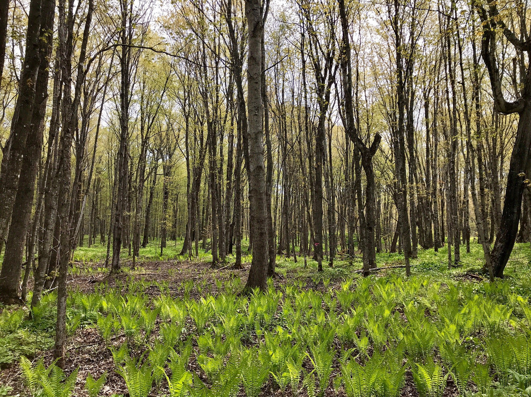 Chapel Falls-缪尼辛必去景点