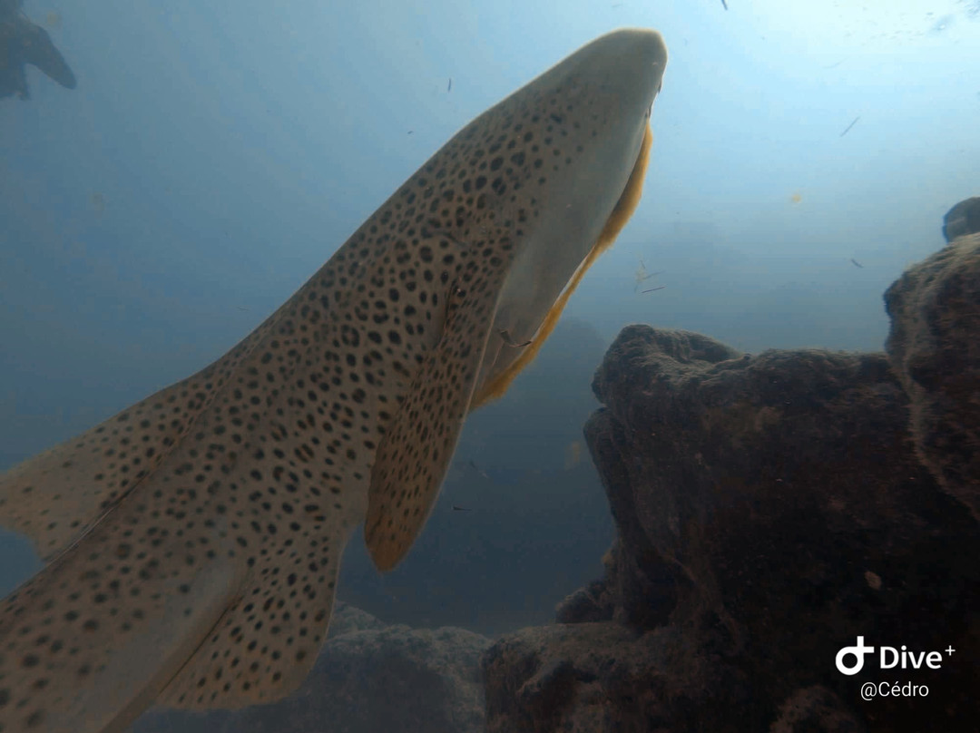 Scub'Addict-Bourail必去景点