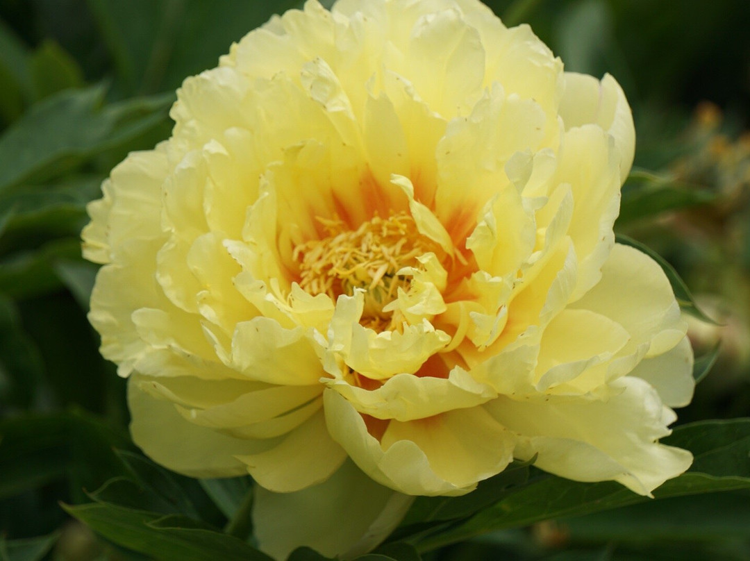 Luthy Botanical Garden-皮奥里亚必去景点