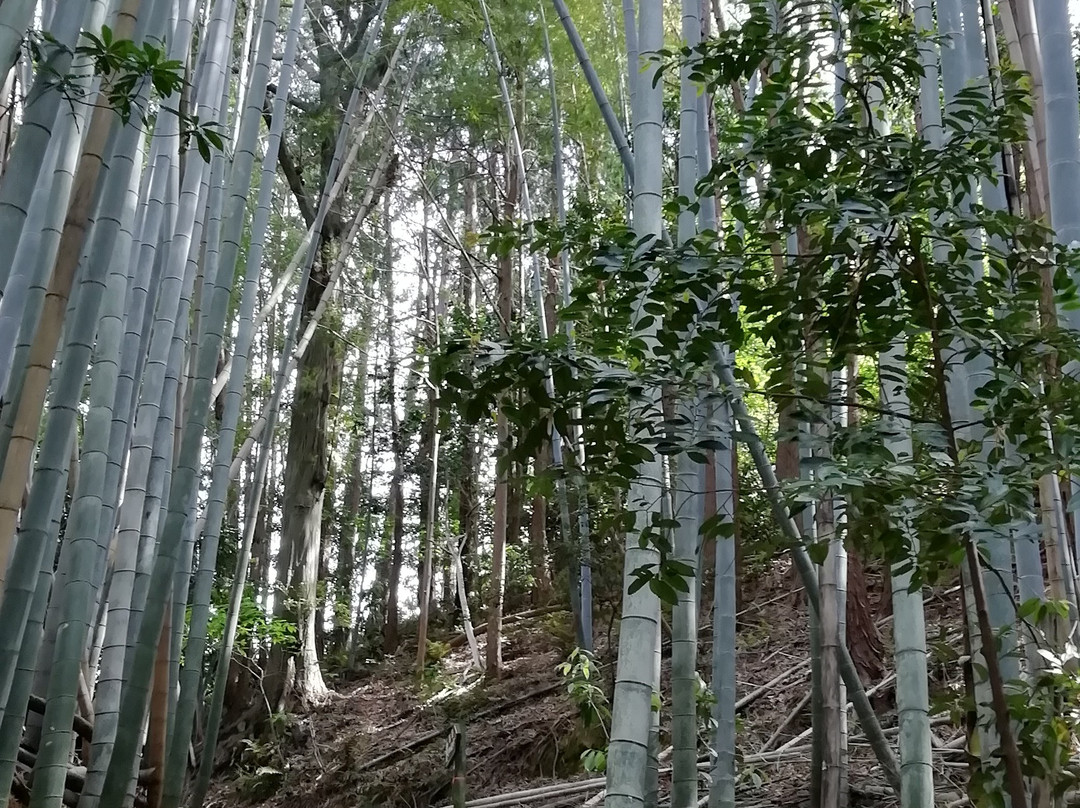 Tsurumaki Slope-小松岛市必去景点