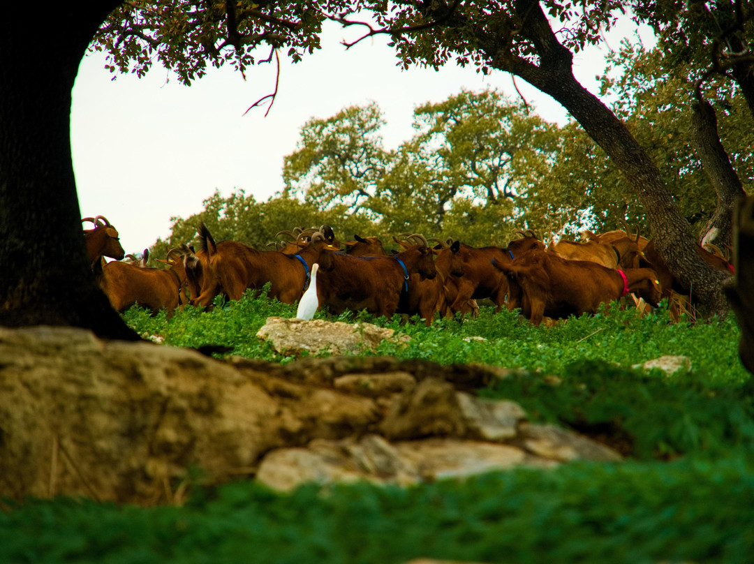 Horesh goat cheese景点图片